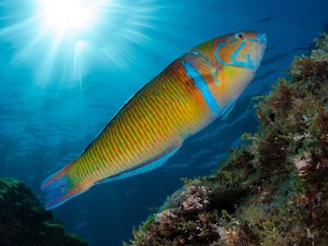 Rendez-vous pour la 3ème edition du Challenge photo sous-marine 