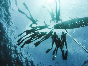 Le championnat du monde d'apnée débute aujourd'hui  !