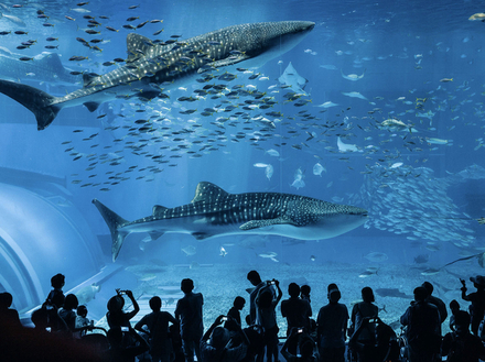 Au sein de l'aquarium vous pourrez observer des animaux majestueux tels que des requins-baleines et des raies manta.