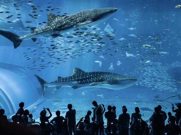 Au sein de l'aquarium vous pourrez observer des animaux majestueux tels que des requins-baleines et des raies manta. Nautisme Article