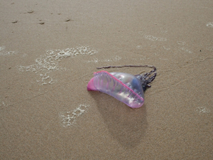 Les méduses, gagnantes du bouleversement des océans