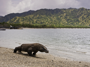L'Indonésie renonce à fermer l'île de Komodo et ses dragons aux touristes