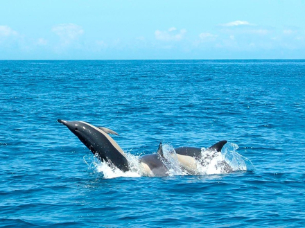 Là au milieu de l'océan Atlantique, prenez-vous au jeu et essayer d'apercevoir le plus de dauphins possible.  Là au milieu de l'océan Atlantique, prenez-vous au jeu et essayer d'apercevoir le plus de dauphins possible.