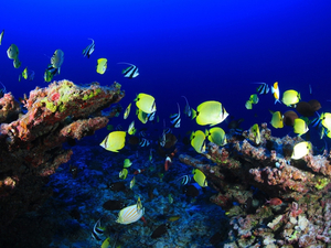 Expédition Gombessa 5 : un mois au coeur des abysses