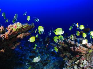 Expédition Gombessa 5 : un mois au coeur des...