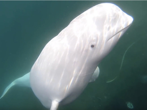 La rencontre entre un béluga et un kayatiste filmée grâce à une GoPro !