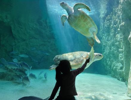 Depuis 1933, l'Aquarium présente la vie marine du Golf de Gascogne aux habitants et touristes de la région. Nautisme Article