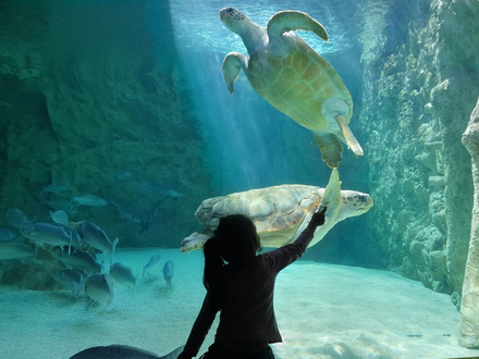 Depuis 1933, l'Aquarium présente la vie marine du Golf de Gascogne aux habitants et touristes de la région. Nautisme Article