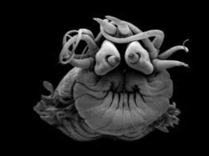 Découvrez les animaux sous-marins les plus effrayants pour Halloween à NAUSICAA