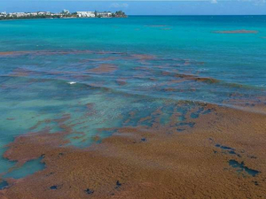 Le fléau des sargasses envahit la Guadeloupe 
