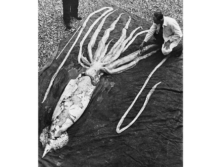 Les calmars géants alimentent les mythes et légendes depuis le début de la navigation. L'espèce, peu connue car rarement observée, atteint une taille maximale de 10 mètres corps et tentacules comprises.