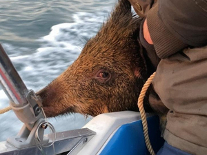 VIDÉO : un sanglier sauvé en mer par des plaisanciers ! 