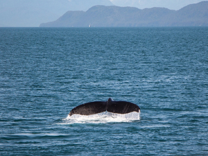Collisions entre bateaux et cétacés: des progrès mais peut mieux faire