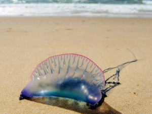 Les méduses envahissent nos plages 