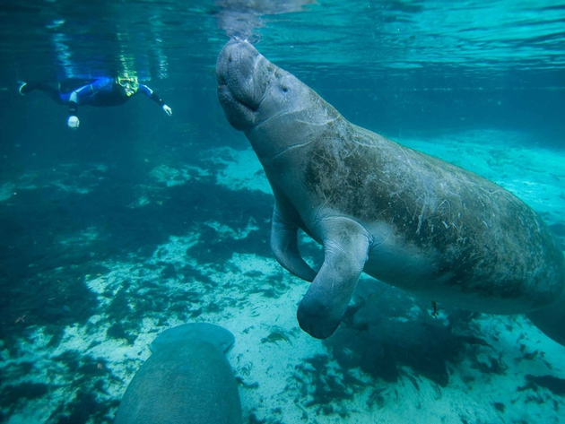 Plongez dans la Crystal River pour découvrir les lamantins. Nautisme Article