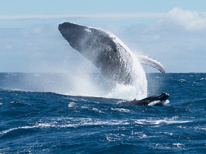 Canada : condamné à 1 340 euros d'amende pour avoir dérangé une baleine