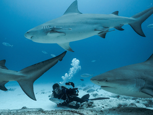 Au Nom du Requin : le film événement du Salon International de la Plongée à Paris