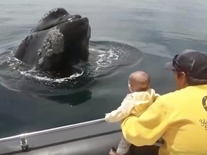 Vidéo : rencontre entre une baleine et un nourrisson !