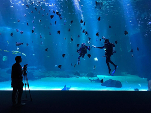 L'aquarium Nausicaa fermé en janvier pour rénovation 