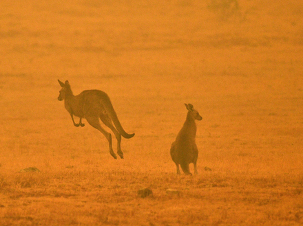 Si la situation sur l'Île Kangourou est alarmante, 75% de ses terres seraient encore accessibles aux touristes. Si la situation sur l'Île Kangourou est alarmante, 75% de ses terres seraient encore accessibles aux touristes.