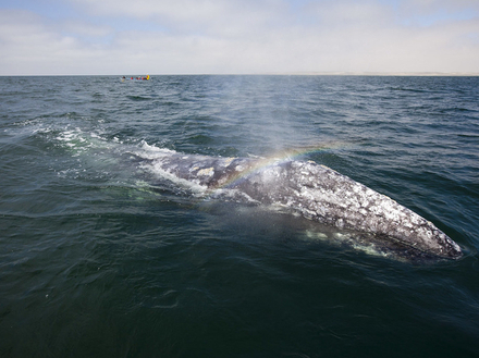 Expérience inoubliable : partir à la rencontre des baleines grises !