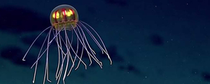 Une étrange méduse découverte au fond de l'océan