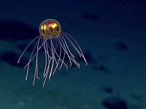 Une étrange méduse découverte au fond de l'océan