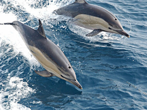 Worldrise et Corsica Ferries engagés pour la protection des dauphins en Sardaigne
