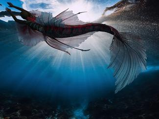 Où peut-on voir des sirènes ?