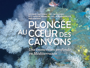 Plongée au coeur des canyons sous-marins à Marseille