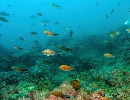 Cette zone située à moins de 2 km du large de l'île de Brescou (seule île de la région Occitanie) est protégée de façon très stricte. Nautisme Article