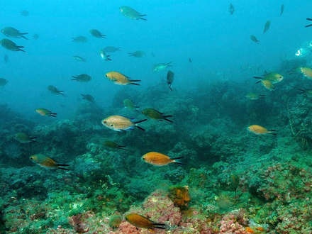Cette zone située à moins de 2 km du large de l'île de Brescou (seule île de la région Occitanie) est protégée de façon très stricte. Nautisme Article