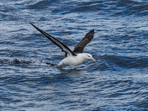 Des albatros en guise d'espions pour repérer les bateaux de pêche clandestins 