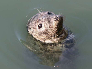Vidéo : un phoque repéré à la Rochelle 