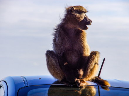 Babouin dominant la situation sur le toit d'une voiture au Cap de Bonne-Espérance