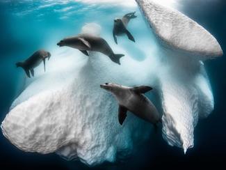 Underwater Photography of the Year : les plus...