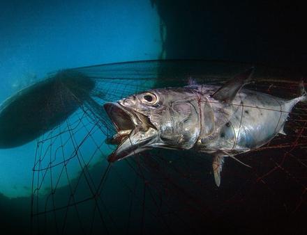 Lauréat de la catégorie conservation marine :" Last Dawn, Last Breath" Nautisme Article
