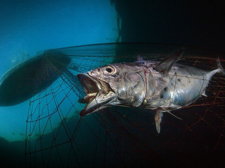 Lauréat de la catégorie conservation marine :" Last Dawn, Last Breath" Nautisme Article