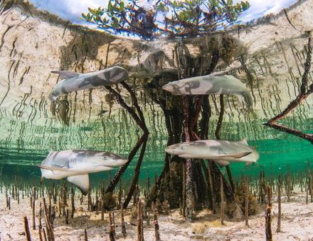 Lauréat de la catégorie Up & Coming Underwater Photographer of the Year : "Lemon shark pups in mangrove nursery" Nautisme Article
