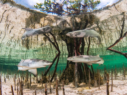 Lauréat de la catégorie Up & Coming Underwater Photographer of the Year : "Lemon shark pups in mangrove nursery" Nautisme Article