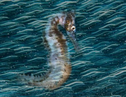 Lauréat de la catégorie photographe sous-marin britannique le plus prometteur en 2020 : "Commotion in the ocean" Nautisme Article