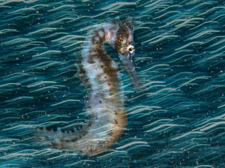 Lauréat de la catégorie photographe sous-marin britannique le plus prometteur en 2020 : "Commotion in the ocean" Nautisme Article