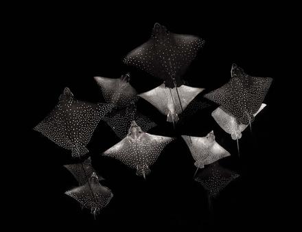 Finaliste de la catégorie noir et blanc : "Constellation of Eagle Rays" Nautisme Article
