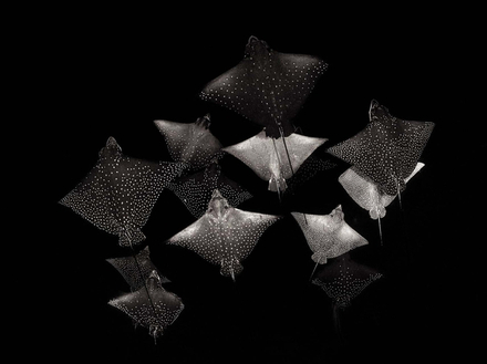 Finaliste de la catégorie noir et blanc : "Constellation of Eagle Rays" Nautisme Article