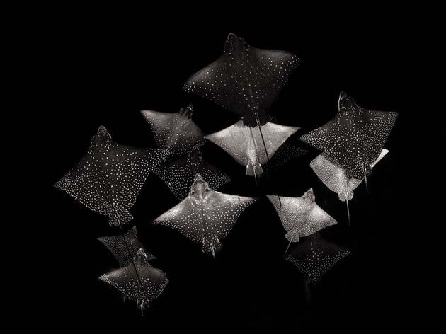 Finaliste de la catégorie noir et blanc : "Constellation of Eagle Rays" Nautisme Article