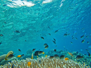 Google développe une nouvelle caméra pour étudier le comportement des poissons