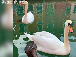 Covid-19 : quand la faune profite du confinement...