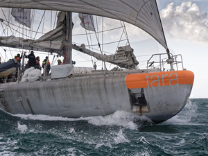 La Fondation Tara vous invite virtuellement au voyage et à la découverte