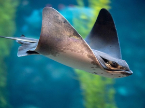 Visite virtuelle de l'aquarium de la baie de Monterey en Californie