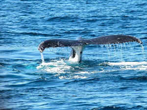 Un drone filme des images impressionnantes du souffle d'une baleine